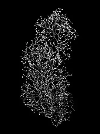 Chrysogorgia scintillans