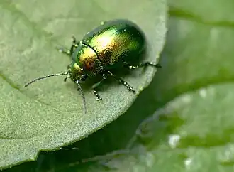 Groene muntgoudhaan (Chrysolina herbacea)
