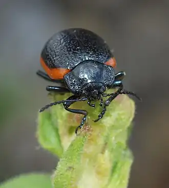 Chrysolina kuesteri