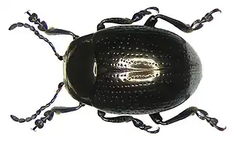 Voorjaarsgoudhaantje