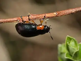 Gezoomd wilgenhaantje