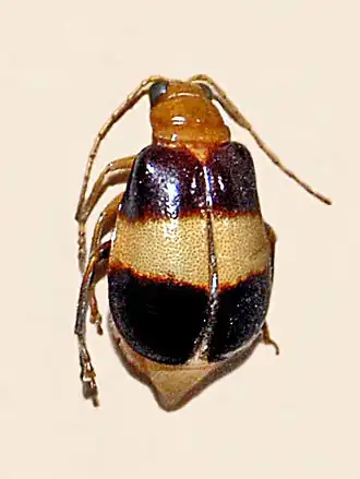 Aulacophora dorsalis