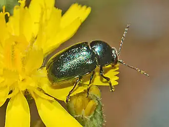 Cryptocephalus virens