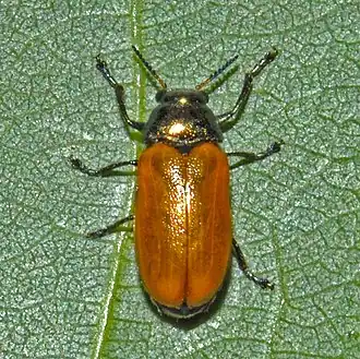 Labidostomis cyanicornis