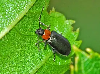 Luperus viridipennis