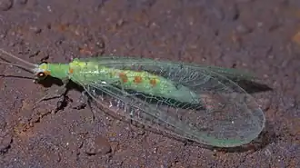 Chrysopa quadripunctata