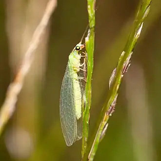 Chrysoperla externa