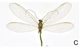 Chrysoperla furcifera