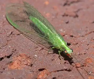 Chrysoperla harrisii