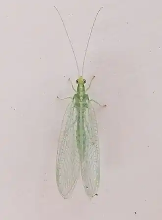 Chrysoperla pallida