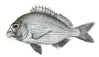 Rhabdosargus haffara