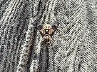 Chrysops coloradensis