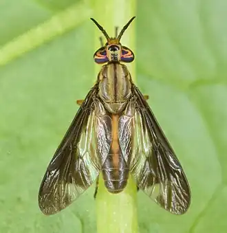 Chrysops univittatus