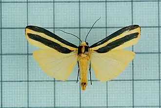 Chrysorabdia vilemani