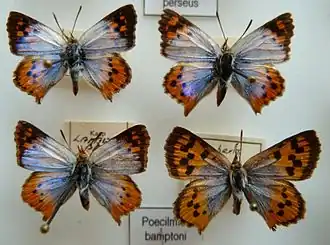 Chrysoritis lyndseyae