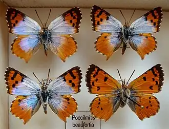 Chrysoritis beaufortia