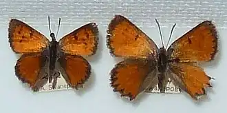 Chrysoritis lyncurium