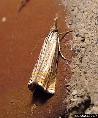 Chrysoteuchia topiarius