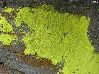 Chrysothrix chlorina