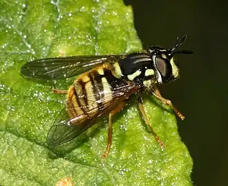 Chrysotoxum fasciatum