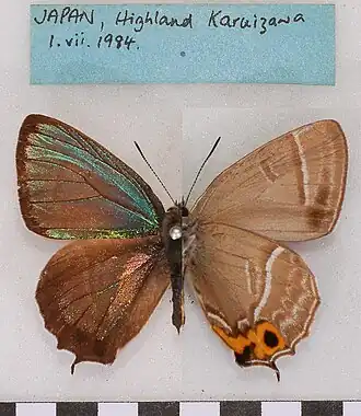 Chrysozephyrus smaragdinus