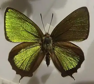 Chrysozephyrus brillantinus