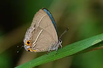 Chrysozephyrus mushaellus