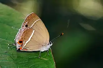 Chrysozephyrus splendidulus