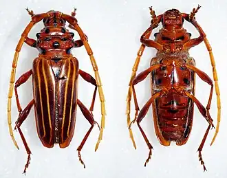 Chydarteres striatus