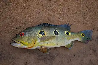 Cichla orinocensis