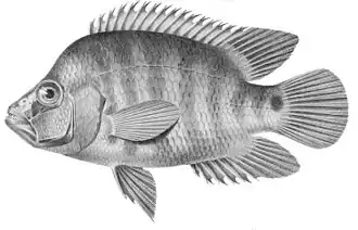 Cichlasoma troschelii