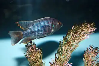 Otopharynx lithobates