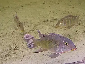 Retroculus xinguensis