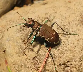 Cicindela ancocisconensis