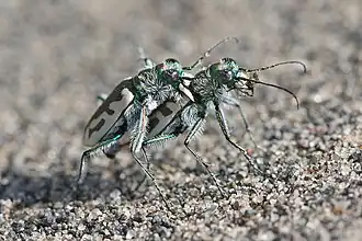 Cicindela arenicola