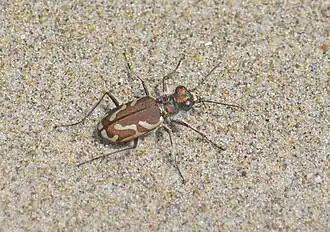 Cicindela bellissima