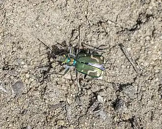 Cicindela decemnotata