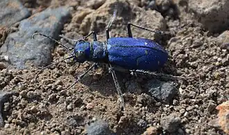 Cicindela depressula