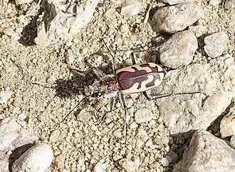 Cicindela lengi