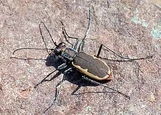 Cicindela marginipennis