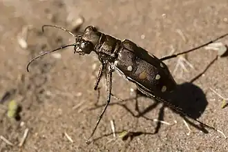 Cicindela ocellata