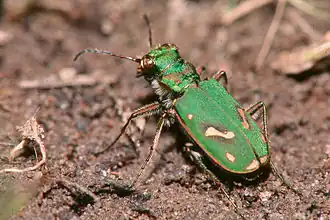 Cicindela ohlone
