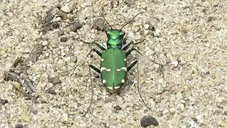 Cicindela patruela
