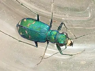 Cicindela pugetana