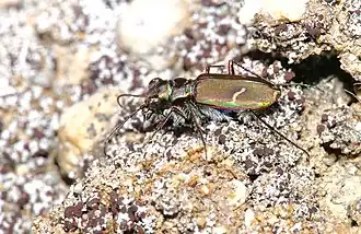 Cicindela purpurea