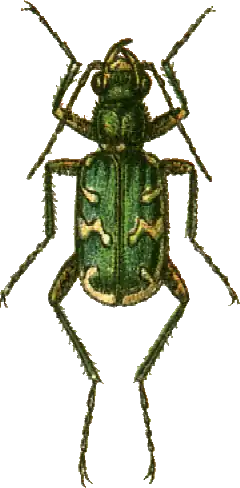 Cicindela soluta