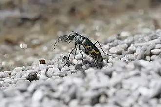Cicindela tenuicincta