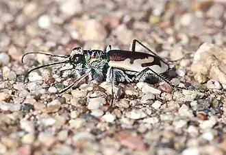 Cicindela theatina