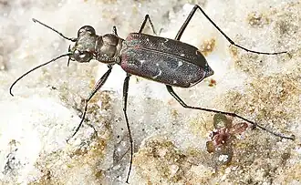 Cicindela trifasciata