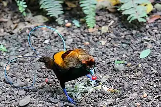 Geelkraagparadijsvogel